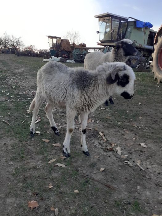 De vânzare 6 miei berbecuți și 4 oi