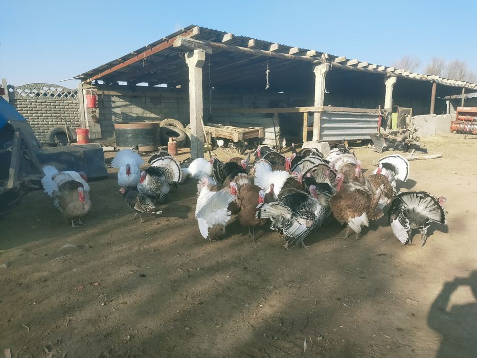 Ундік қораздары сатылады