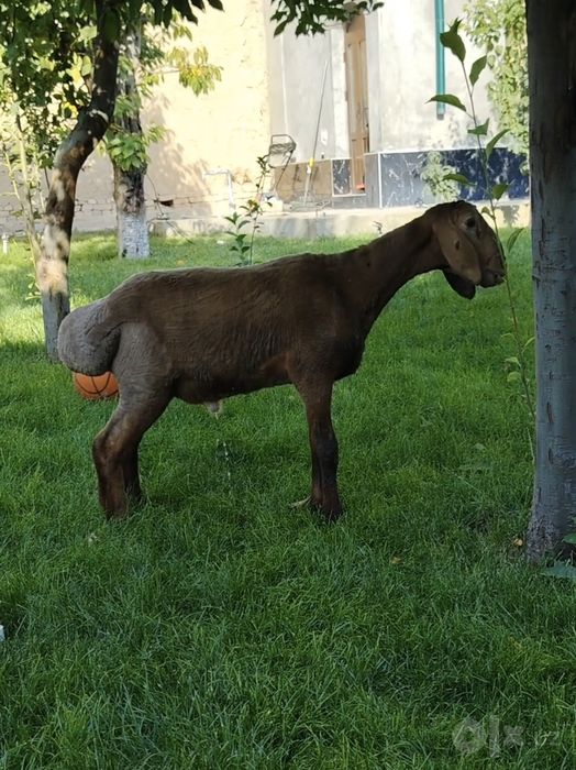 Qo'zi qo'chqor  sotiladi