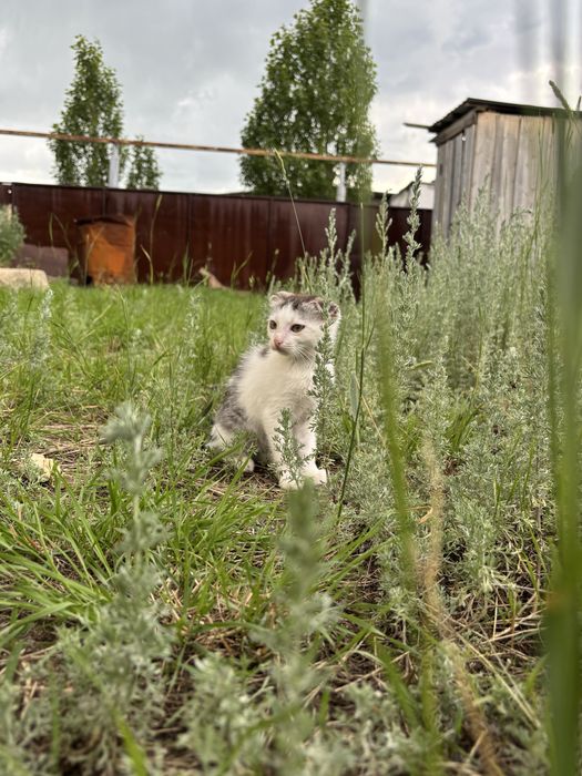 Продам двух котят скоттиш-фолд