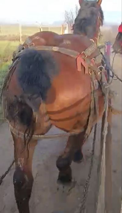 Cal castrat 6 ani garantat