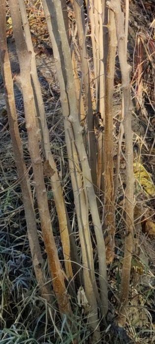 Tut kuchatlari sotiladi,sensa,2sort