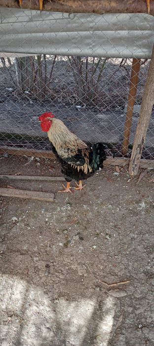 Cocoși diferite soiuri