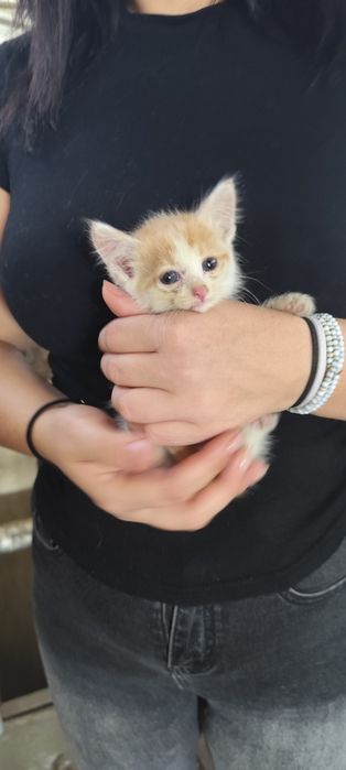 Отдам котенка в хорошие руки