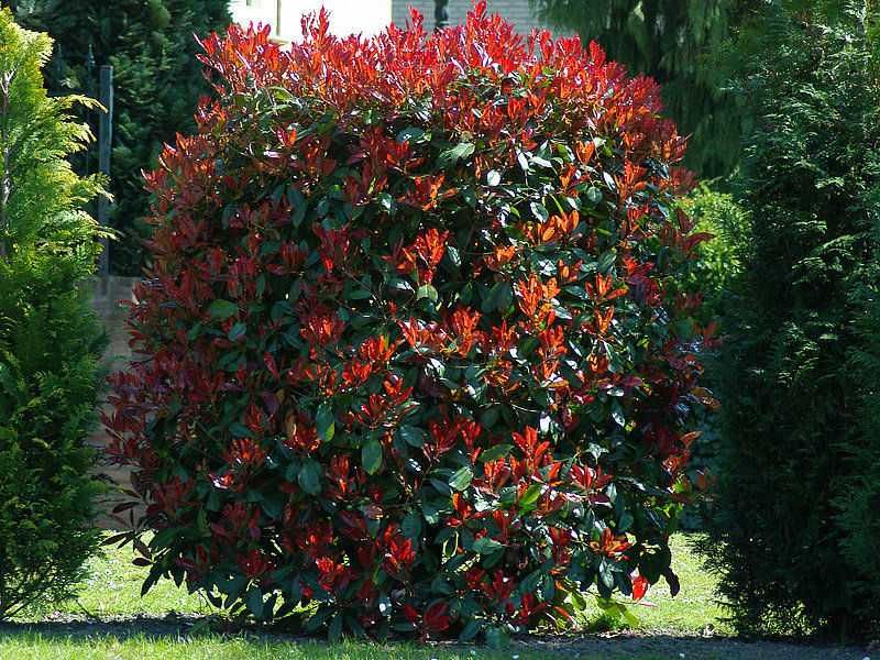 Фотиния-(Photinia Red Robin)