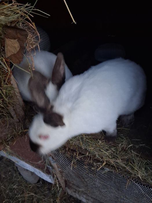 Vând iepuri californieni