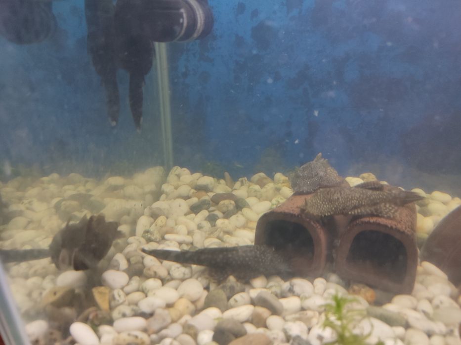 Анциструсы взрослые