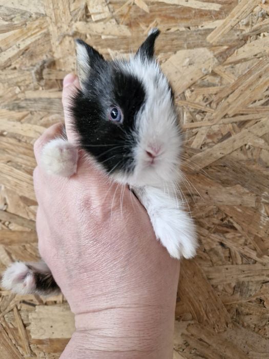 Iepurasi pitic de companie