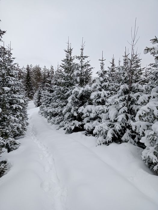 Ёлки разных размеров