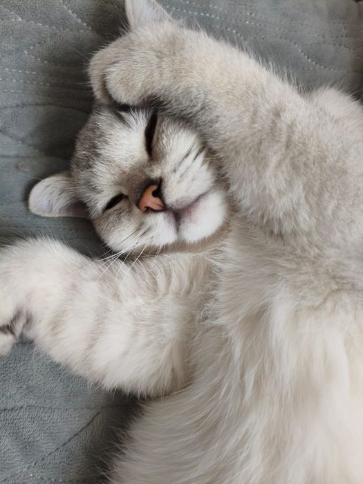 Британская шиншилла серебро