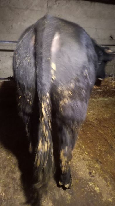 Продам быка откормленого