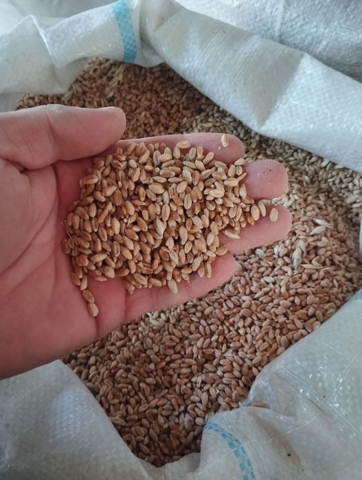 Пшеница в мешках