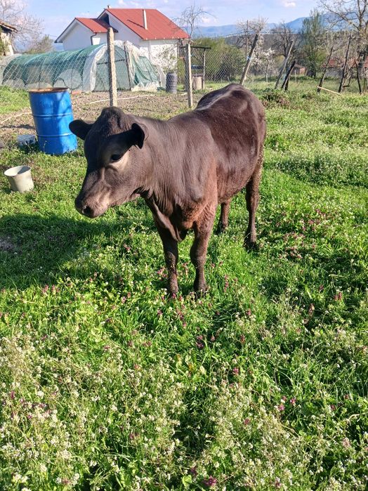 Женско теле на 11 месеца