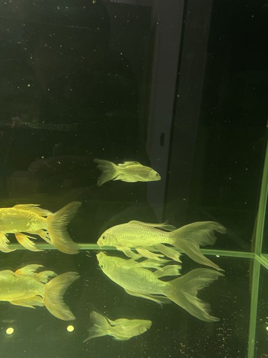 Карп кои бабочка