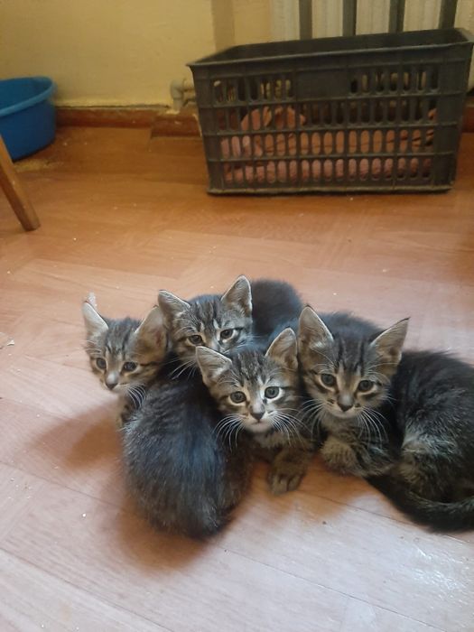 Отдам котят бесплатно