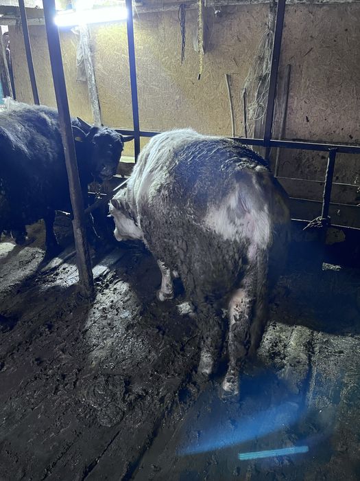 Продаются быки