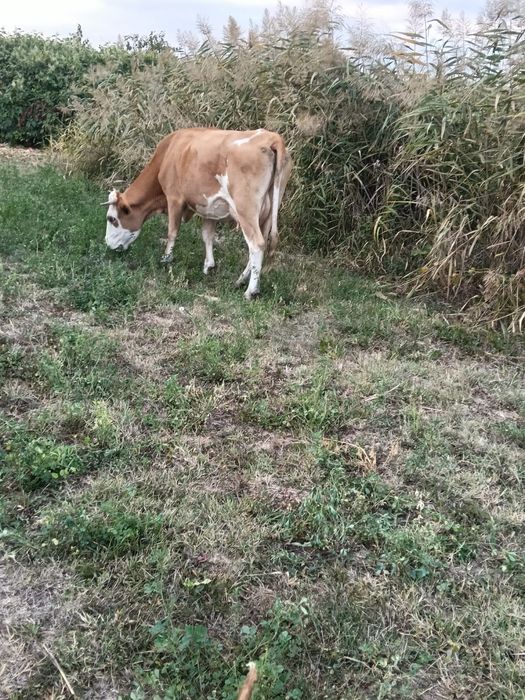 Vand vaca cu vitea