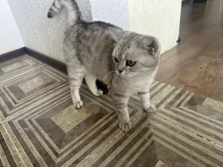 Отдам в хорошие руки