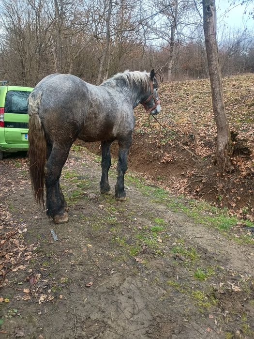 Vând mânz percheron 2 ani jumate