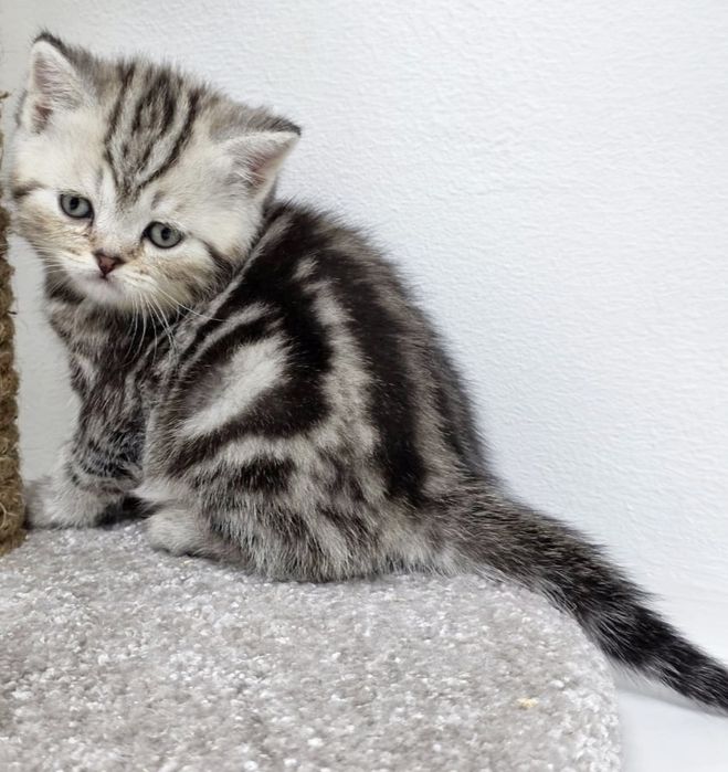 коТики ШоТланДские/