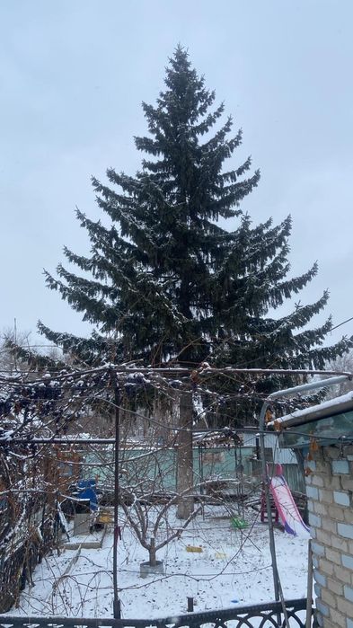 Продам ель ей 67 лет.