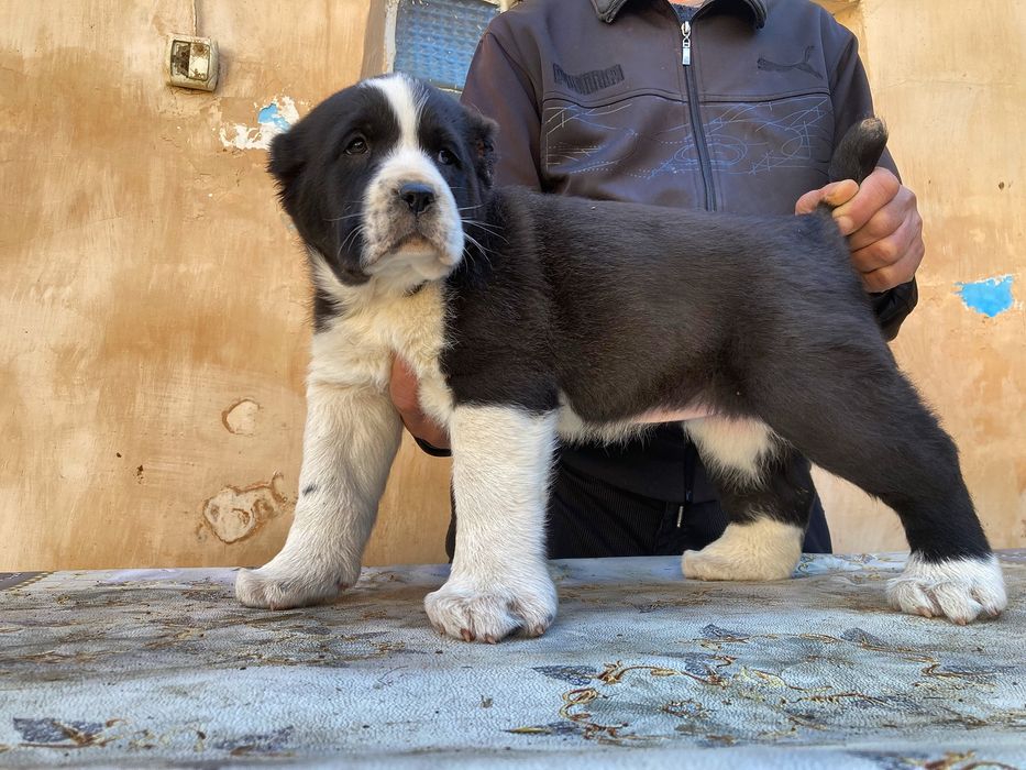 Щенок Алабая ( Супер Гигант ) девочка