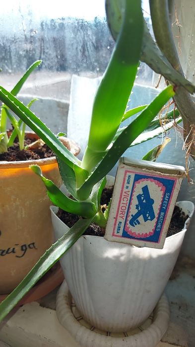 Продам домашний доктор алоэ