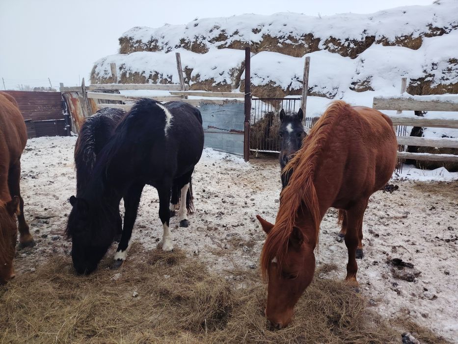 4 Кулынды биелер