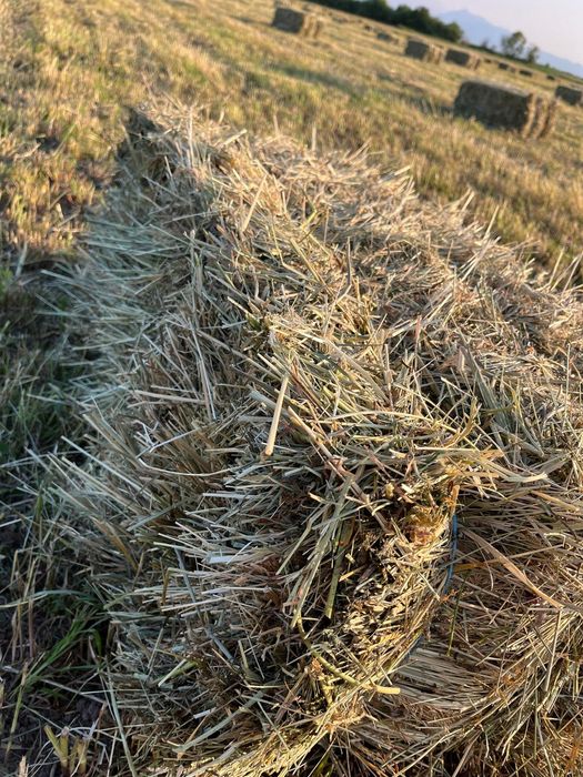 Vând baloți de fân