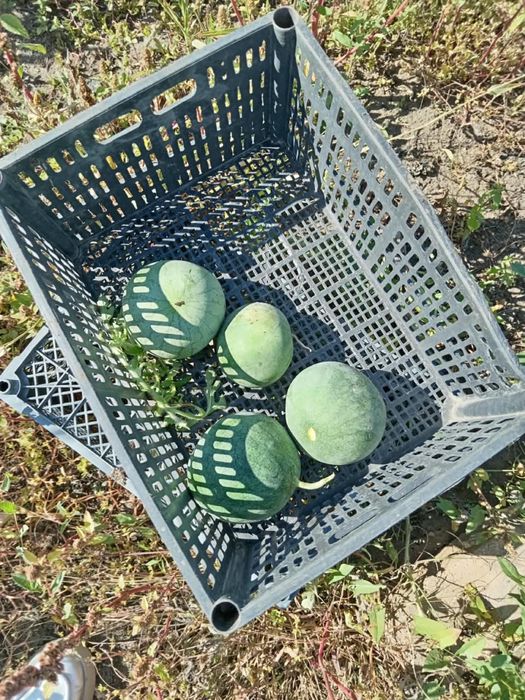 Продам дачу. Сад «Металлург»