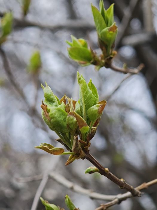 Xiaomi 15 ultra  продам