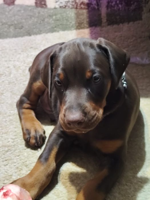 Продаются щенки добермана