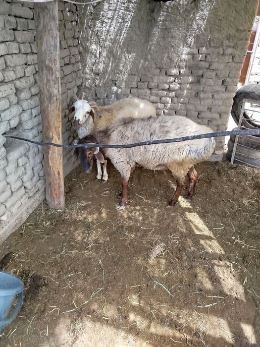 qochqor sotiladi