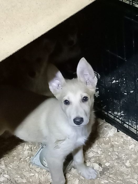 Отдам в добрые руки