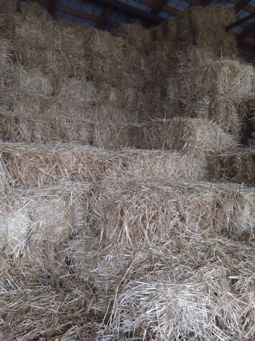 Vând baloți paie, coceni, nutreț