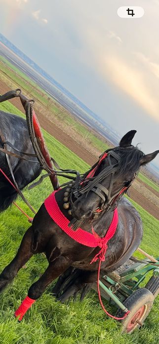 Vând iapă gestantă în 6 luni