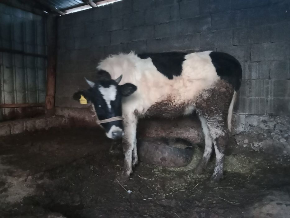 Мал сатылалы'сойыстық