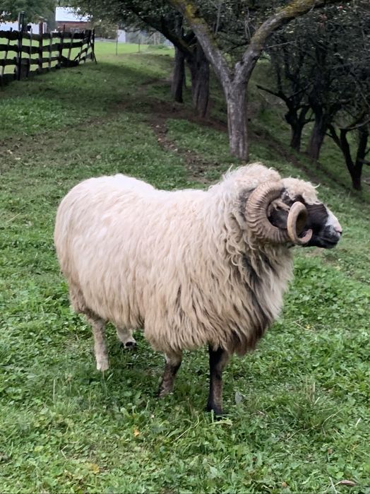 Berbec breaz de vanzare