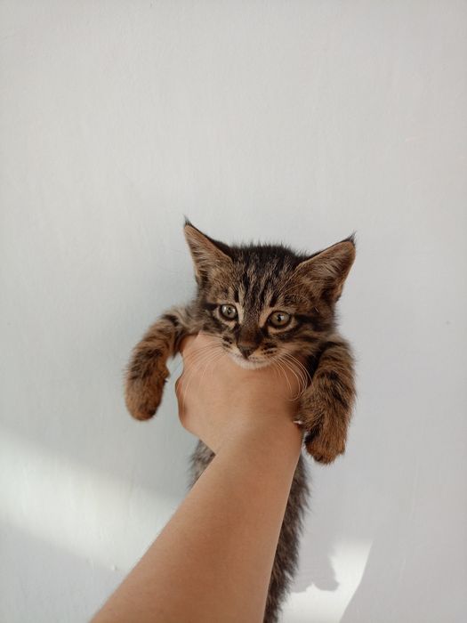 Отдам даром котят