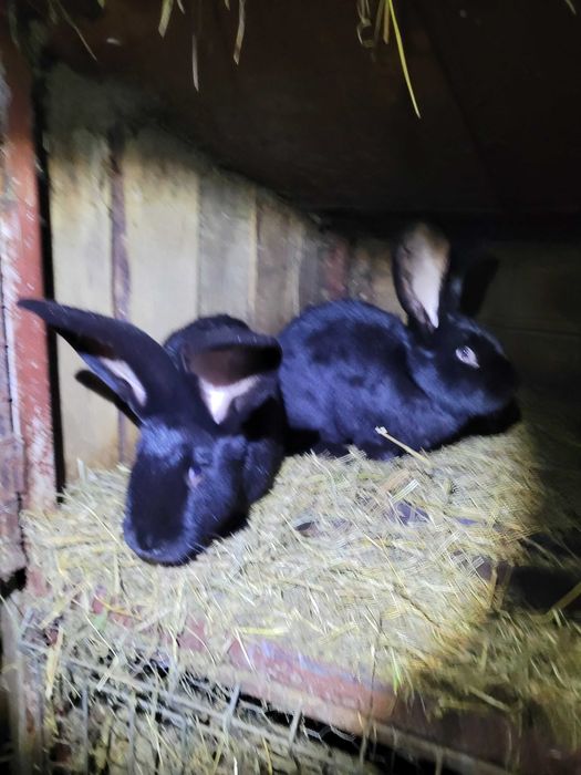 Iepuri marele german