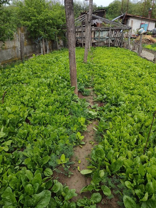 Vând spanac verde