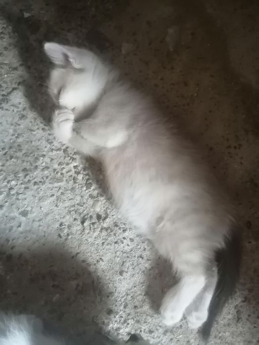Donez pui de pisică
