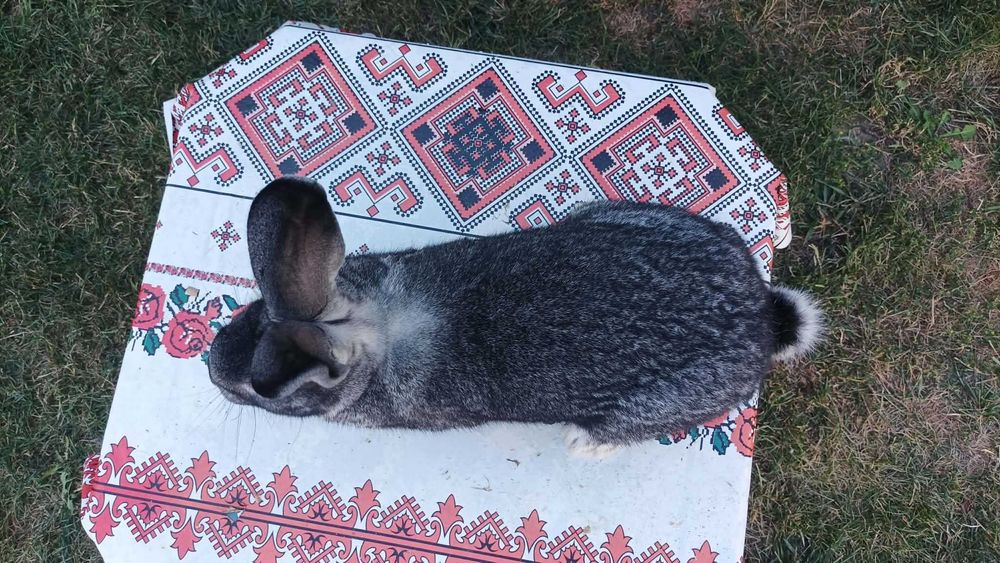 Masculi pui Chinchilla Mare