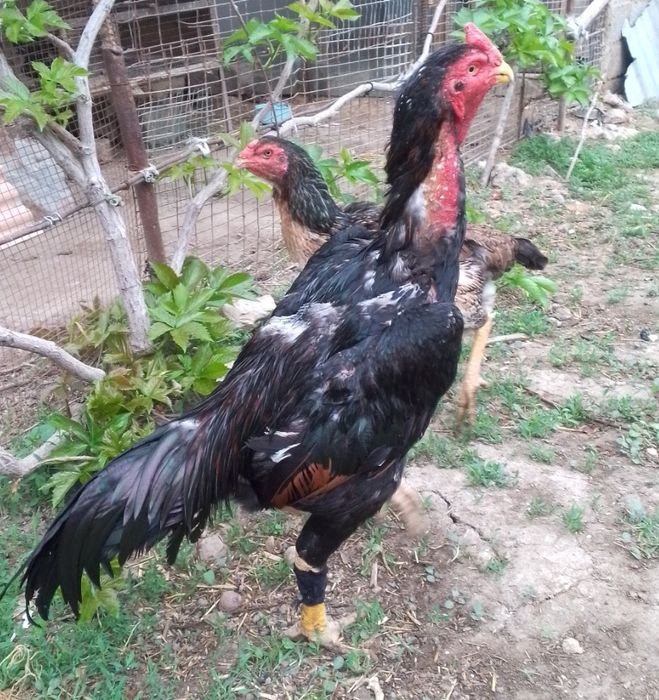 Xoroz va tovuq sotiladi.