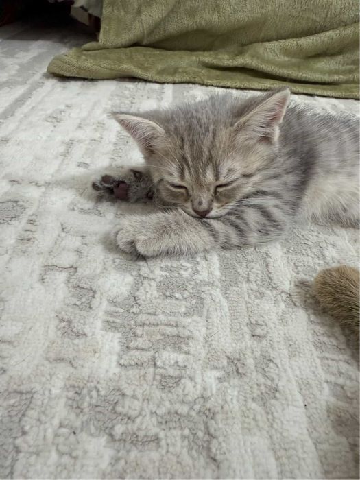 Шотландский котёнок.