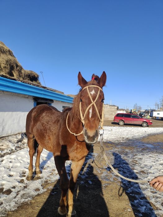 Уздечка, жүген 12 таспа