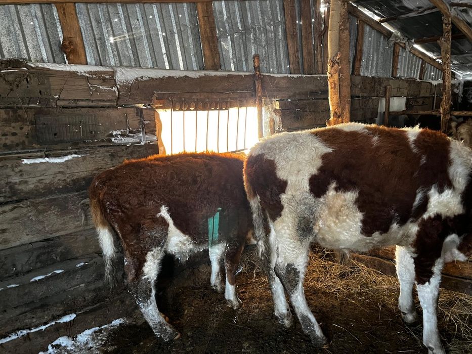 Продается бычки годовалые