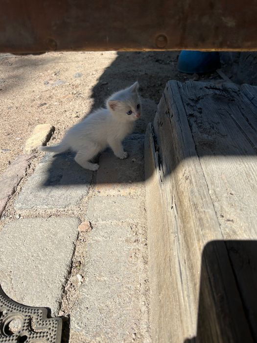 Отдам котенка в хорошие руки