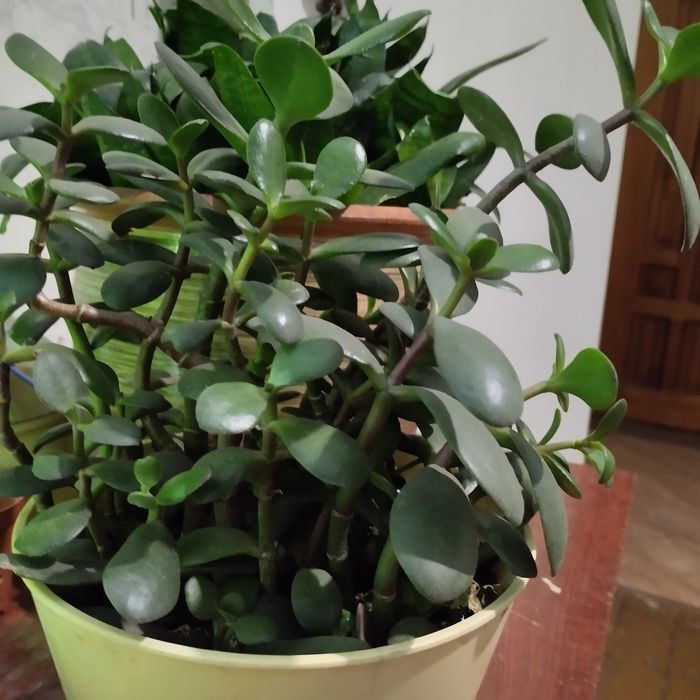 Продам комнатные цветы