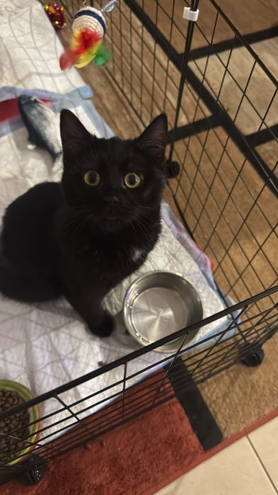 Căutăm Foster pentru un luptător mic .Pisic salvat de pe strada